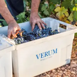 Dégustation Bodegas Verum